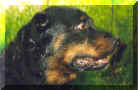 This is Bear