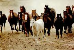 Whispering Horses